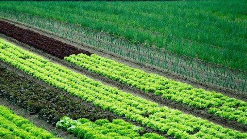 生物防治：农业生态平衡的守护者**