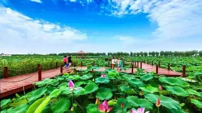 粮食种植的优缺点：解析可持续农业的未来之路