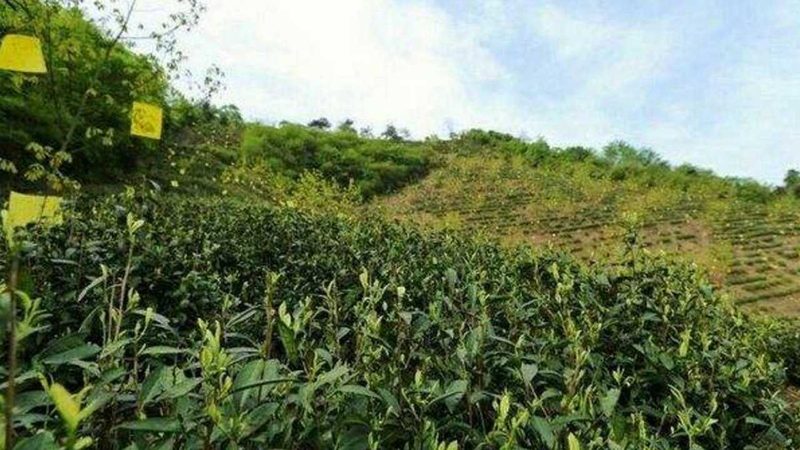 山东粮食种植资质要求：合规之路上的关键要素**