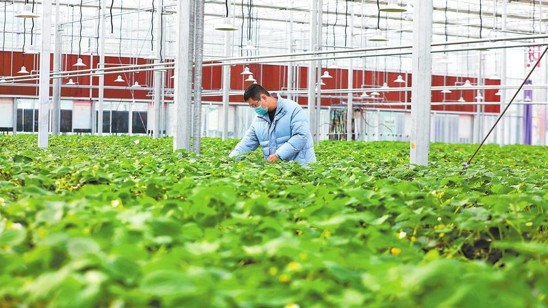 家庭农场有机蔬菜种植，标准如何界定？**