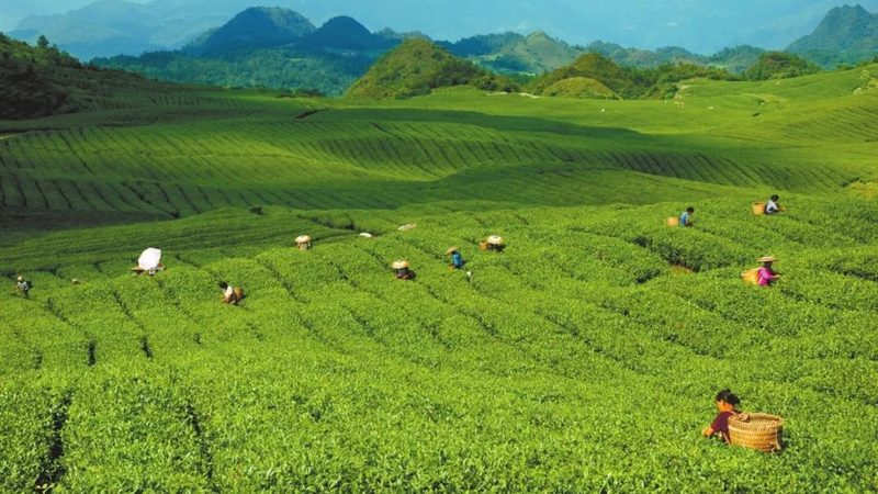 休闲观光农业产业园规划：从“看风景”到“卖体验”的升级逻辑