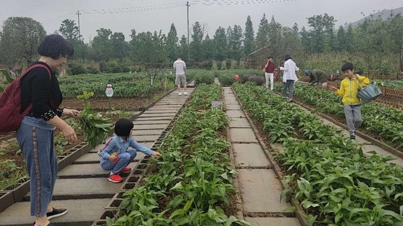 农产品溯源系统：从田间到餐桌的透明之旅