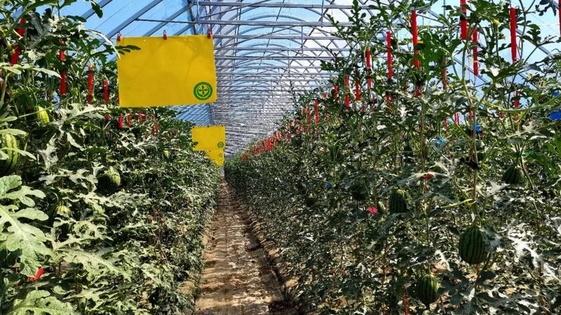 粮食种植加盟代理，如何规避风险，把握机遇？**