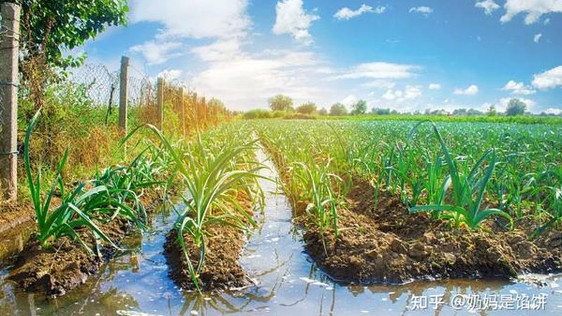 种植合作社注册代理公司