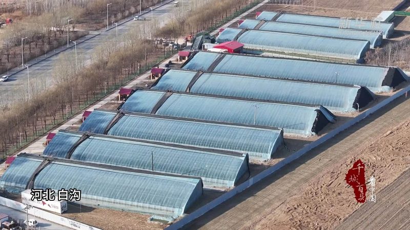 学校蔬菜配送方案：构建安全、高效的校园餐桌